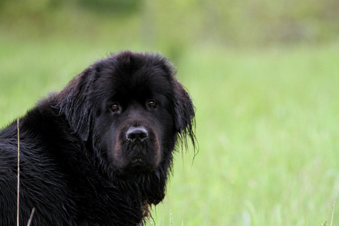 Newfoundland Dog Wallpapers - Top Free Newfoundland Dog Backgrounds