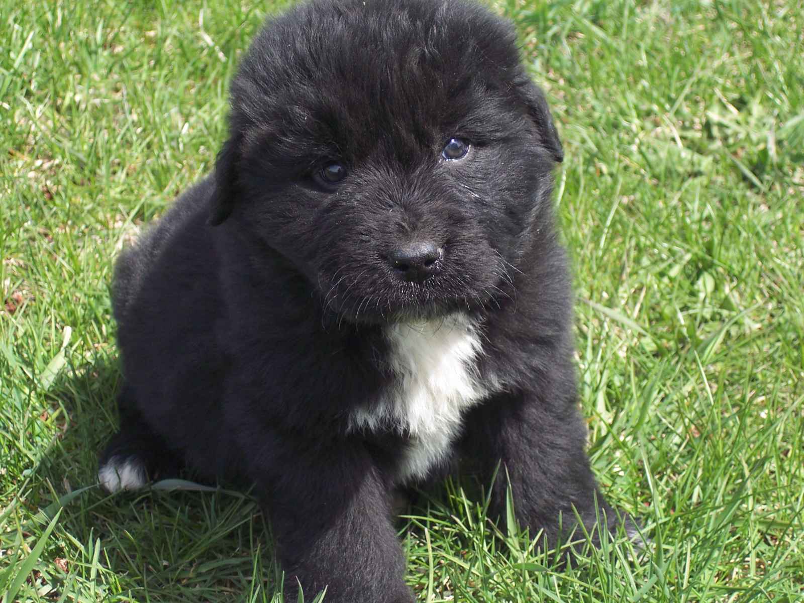 1600x1200 Newfoundland puppy photo and wallpaper. Beautiful Newfoundland puppy picture