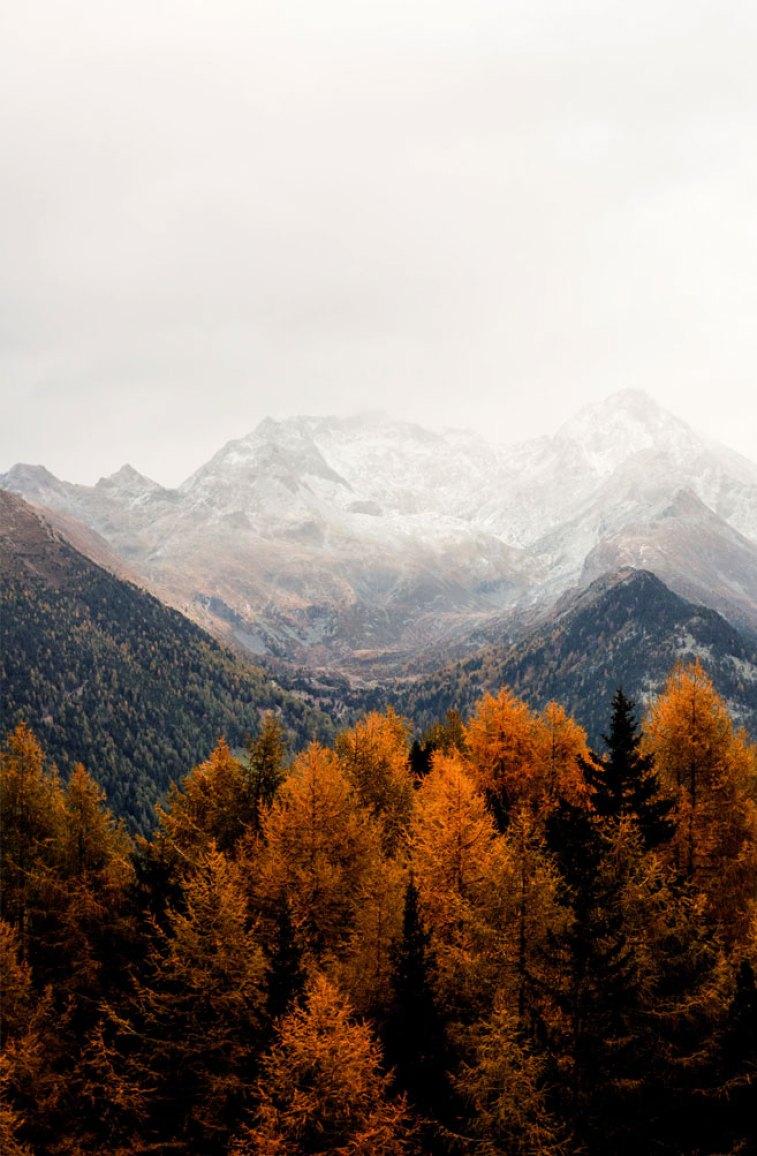 757x1156 Beautiful rust colour autumn tree against Grey mountains Wallpaper