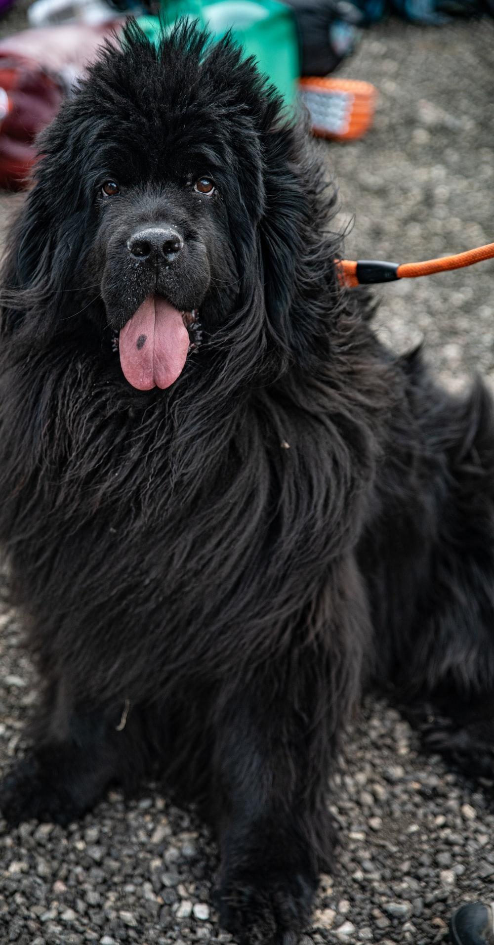 1000x1912 black Newfoundland with orange leash photo photo