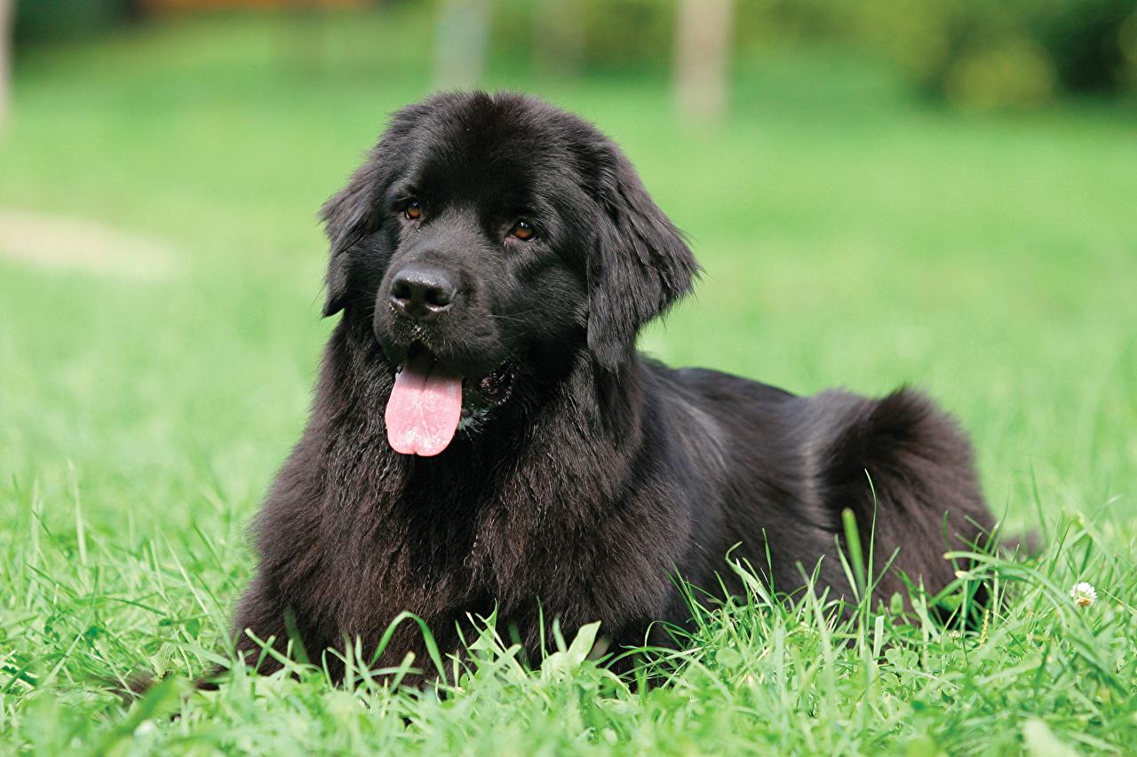 1280x853 Photos Dogs Newfoundland (dog) Black Grass Animals