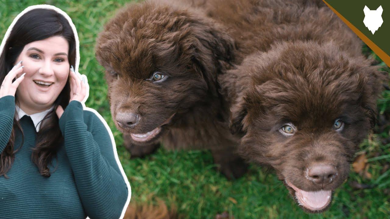 1280x720 How To Find The PERFECT BREEDER For A NEWFOUNDLAND
