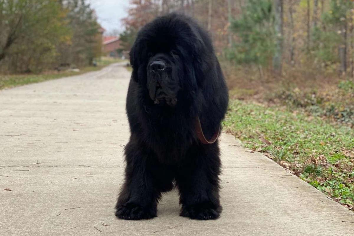 1200x800 Newfoundlands. Appearance. Temperament
