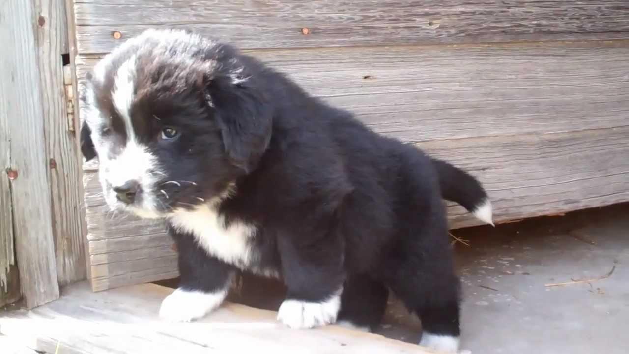 1280x720 Most Beautiful Newfoundland Puppy Picture And Photo