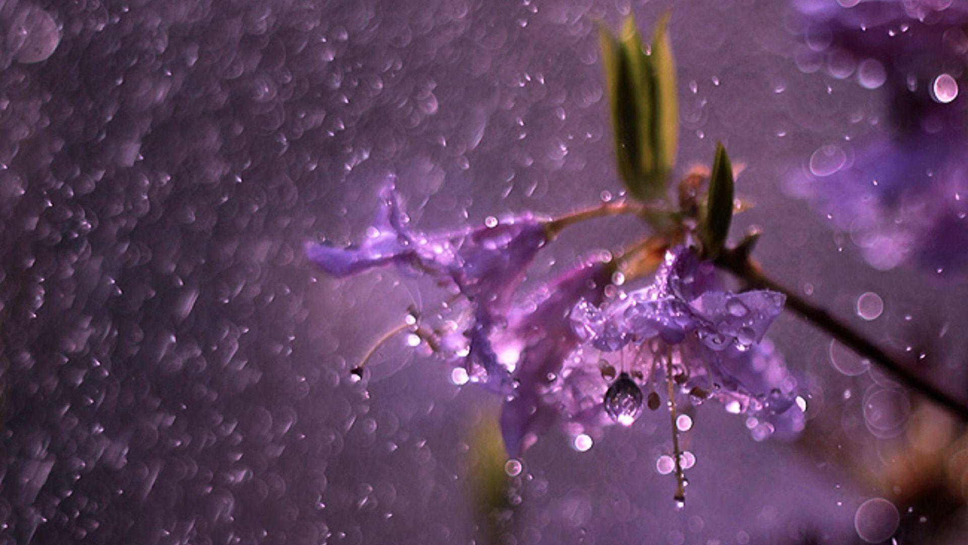 1920x1080 Hd Image Of Flowers In Rain