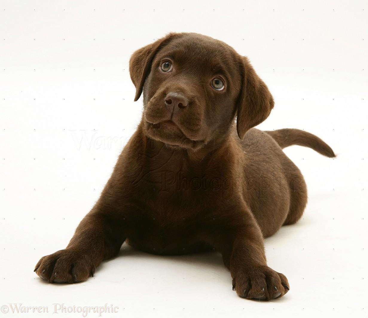 1231x1064 Puppy Computer Chocolate Lab Wallpaper