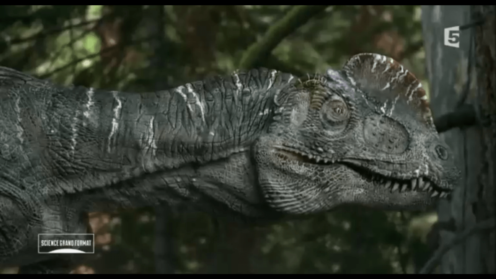1600x900 Sinosaurus
