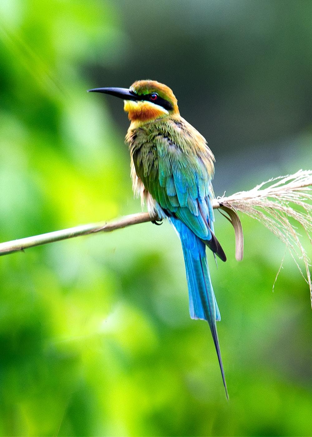 Bird Nature Wallpapers - Top Free Bird Nature - WallpaperAccess