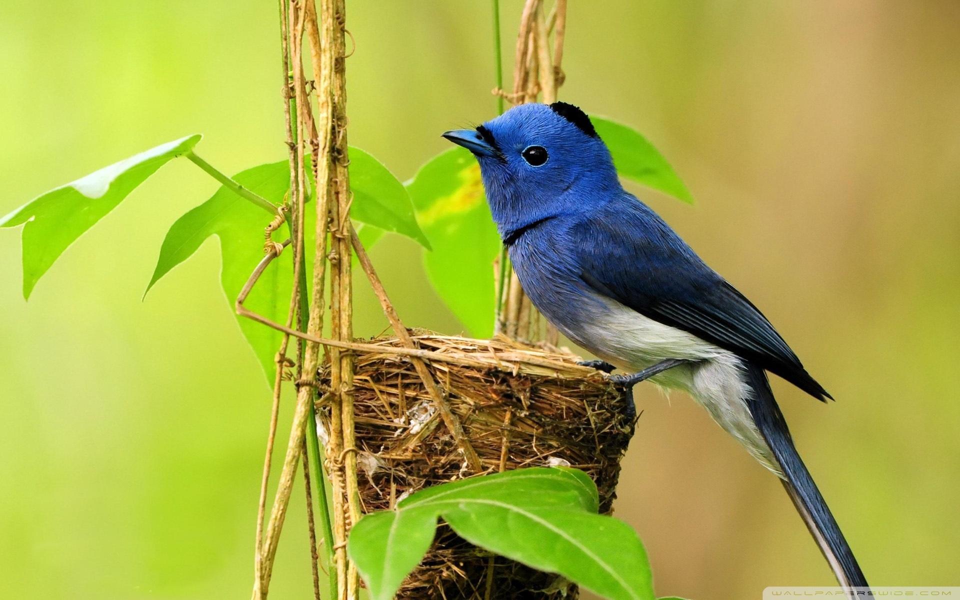 1920x1200 Most Beautiful Birds Picture, Image & HD Wallpaper