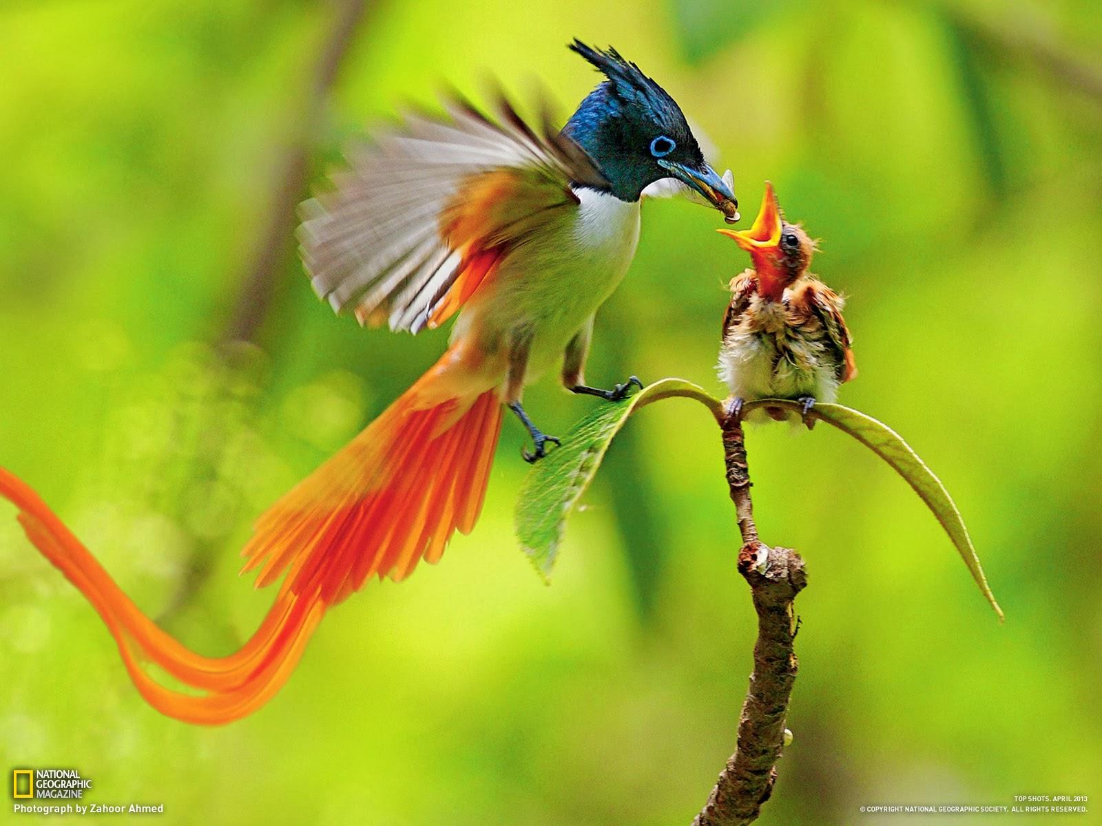 hd nature backgrounds aves hd nature backgrounds aves