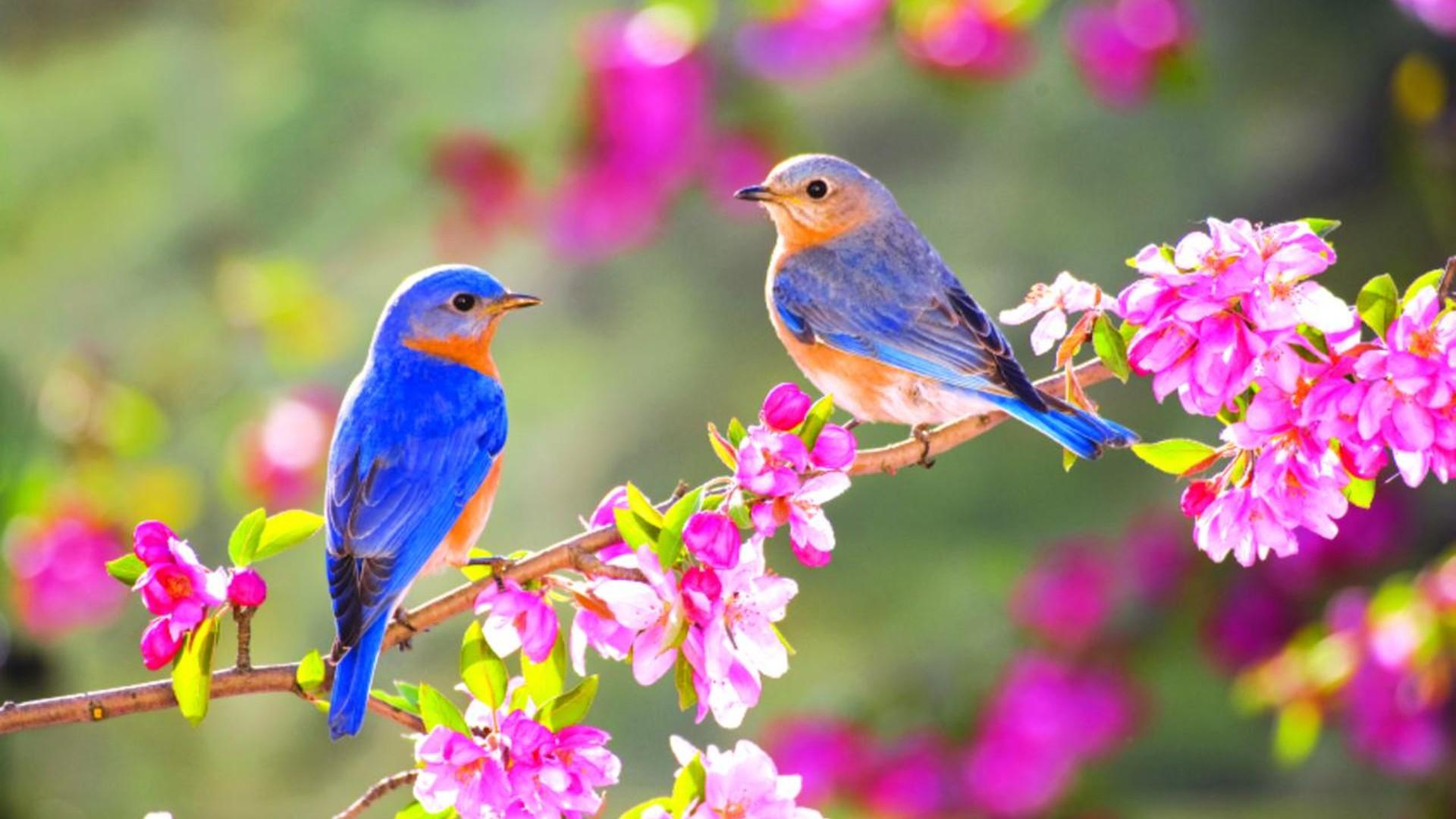 1920x1080 18++ Nature Wallpaper With Bird