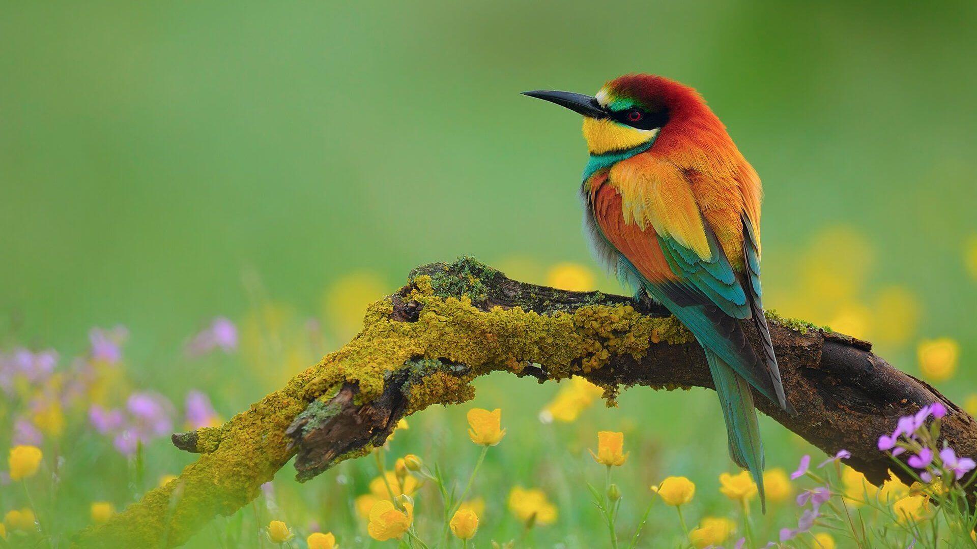 1920x1080 4k Birds Wallpaper, Ultra HD Background. Great Love Art