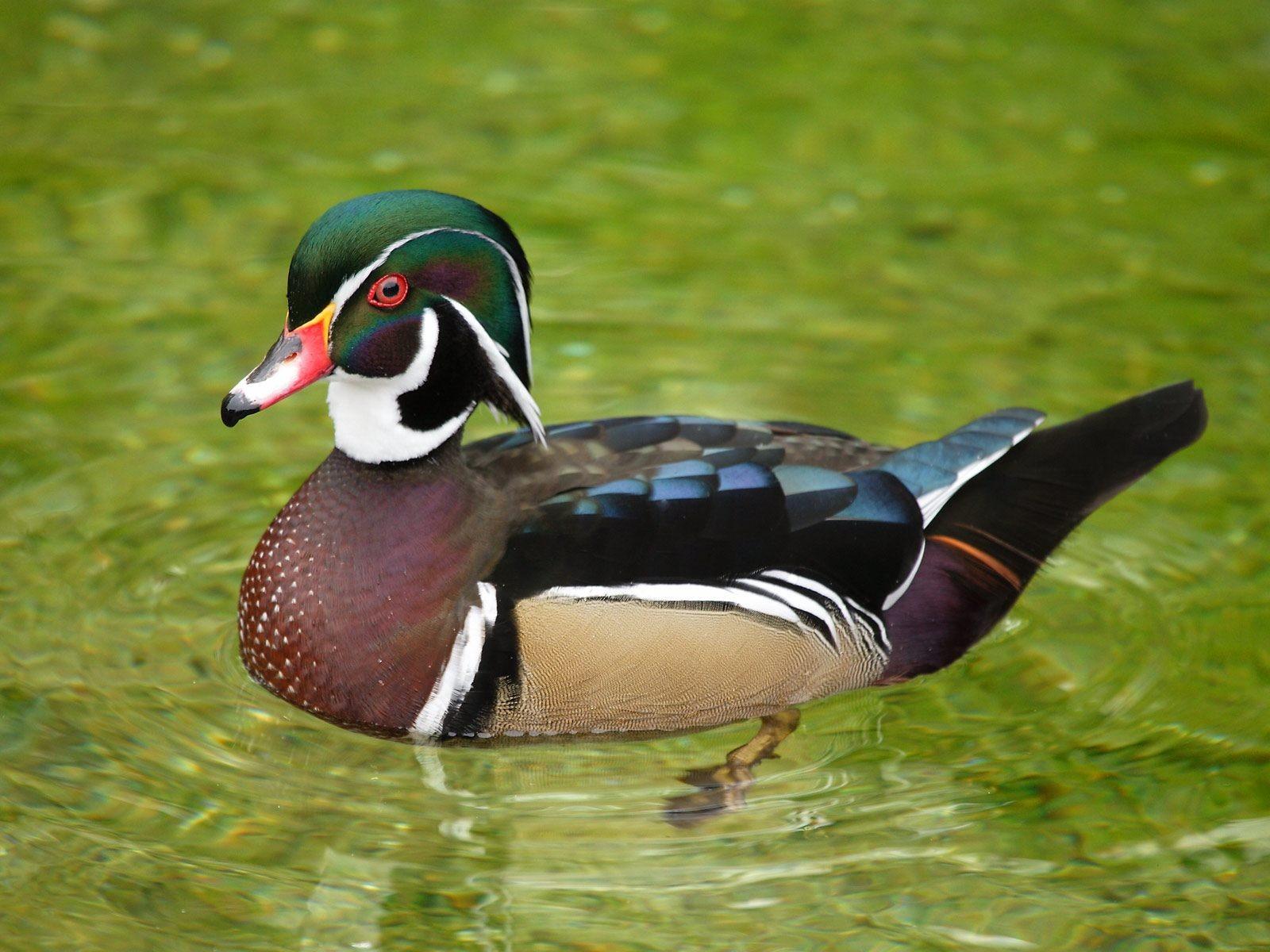 1600x1200 Nature Wallpaper Birds