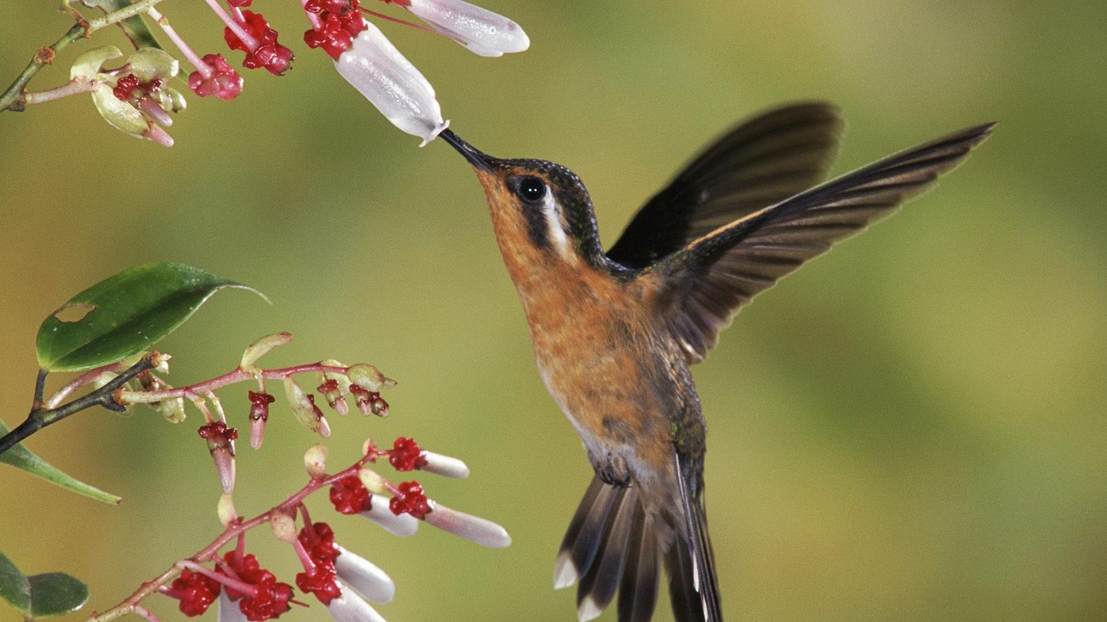 1600x900 Free download Wallpaper HD Nature Wallpaper Nature Wallpaper Download [1600x1200] for your Desktop, Mobile & Tablet. Explore Free Birds Wallpaper Download. Parrot Wallpaper Free Download, Free Bird Wallpaper