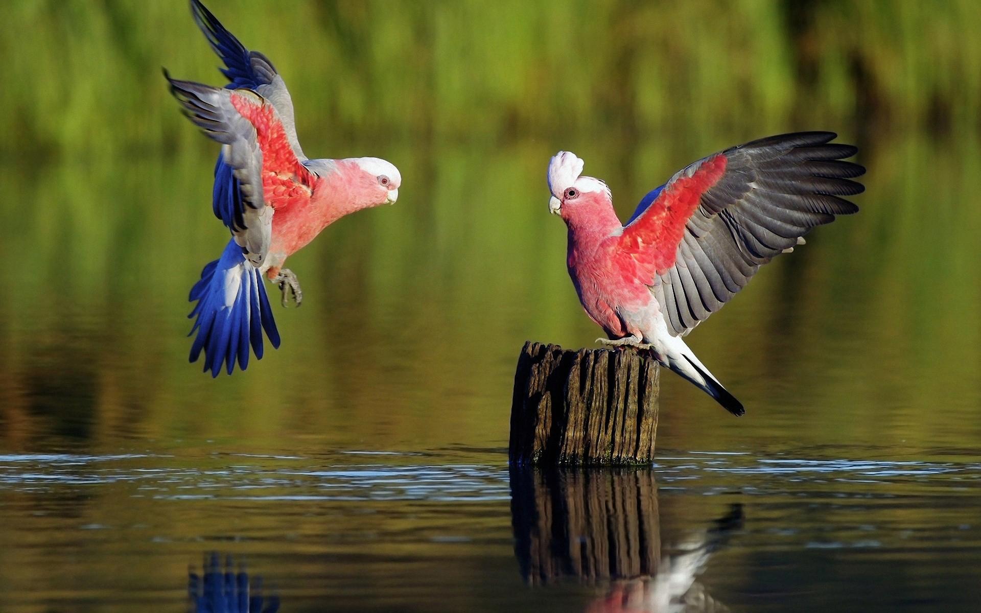 1920x1200 Beautiful Bird