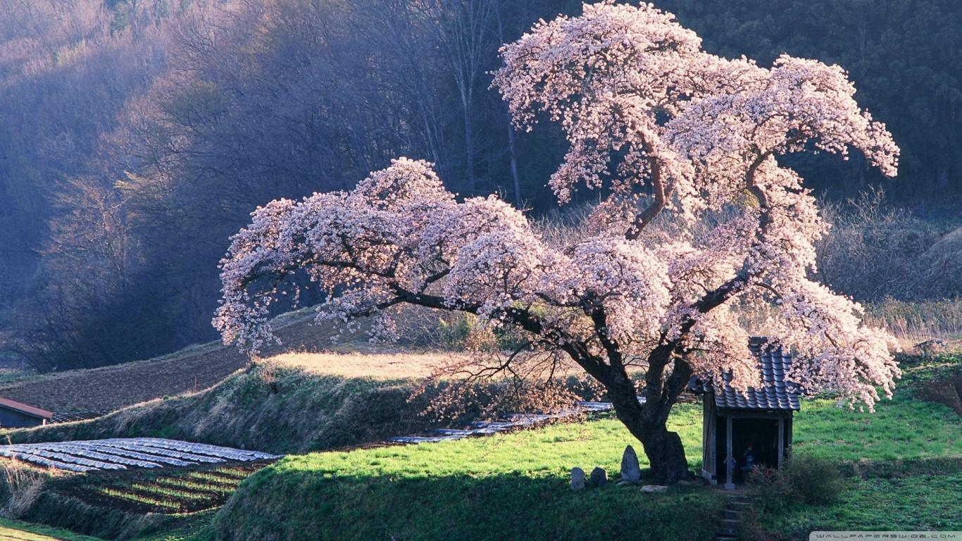 1366x768 Japan Landscape Wallpaper