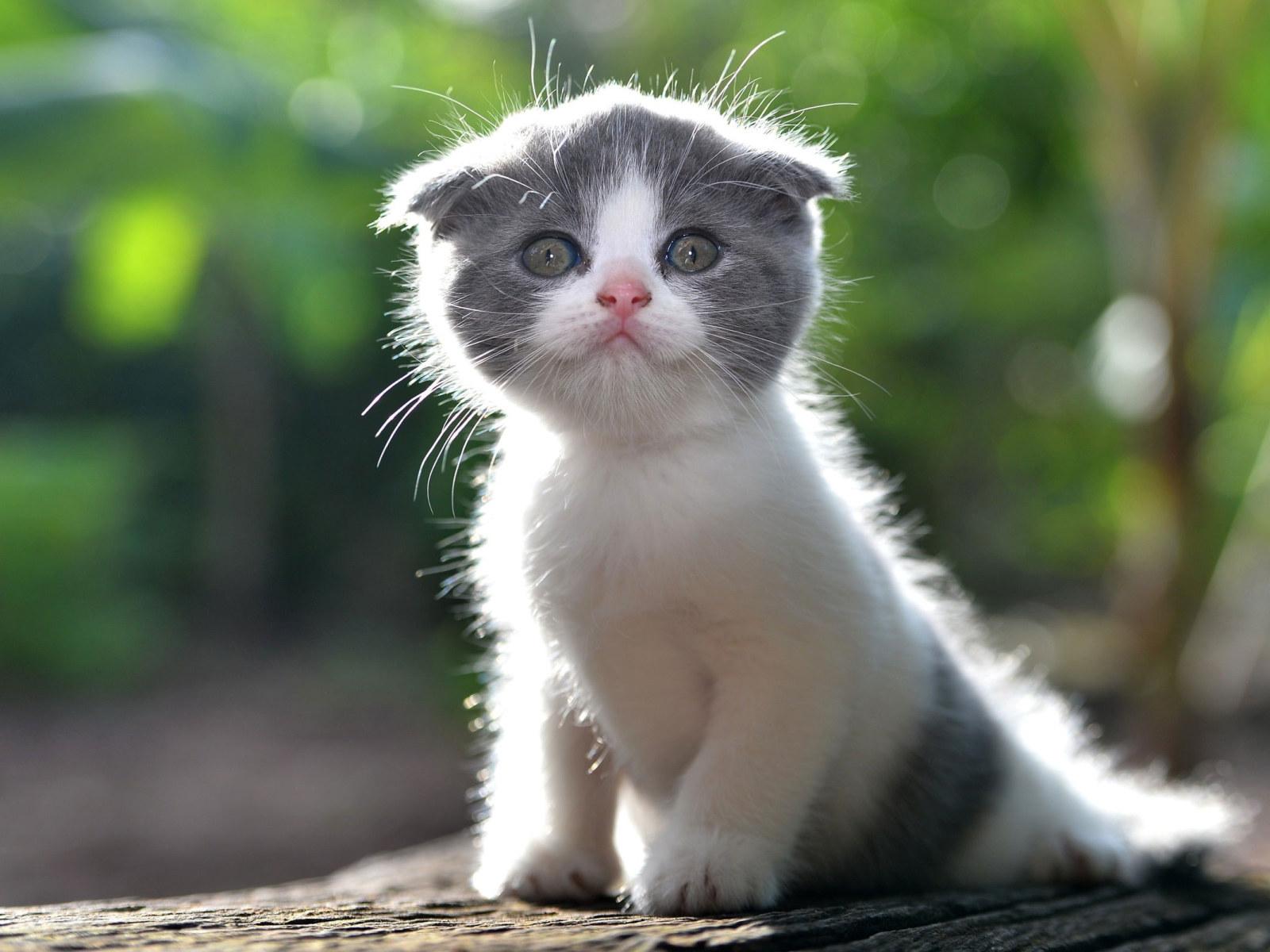 1600x1200 Cute Kitten Wallpaper, Furry Cat • Wallpaper For You