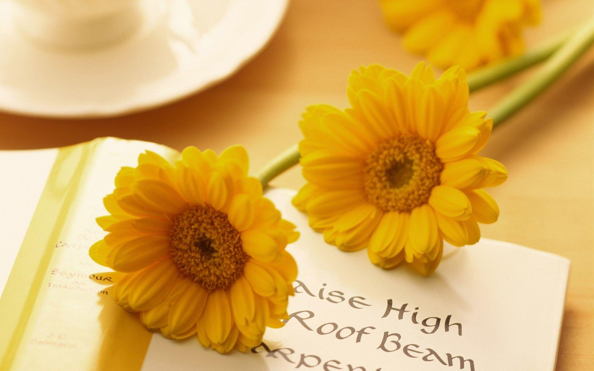1920x1200 Flower: Yellow Flowers Flower Nice Nature Books Sweet Cute Beauty