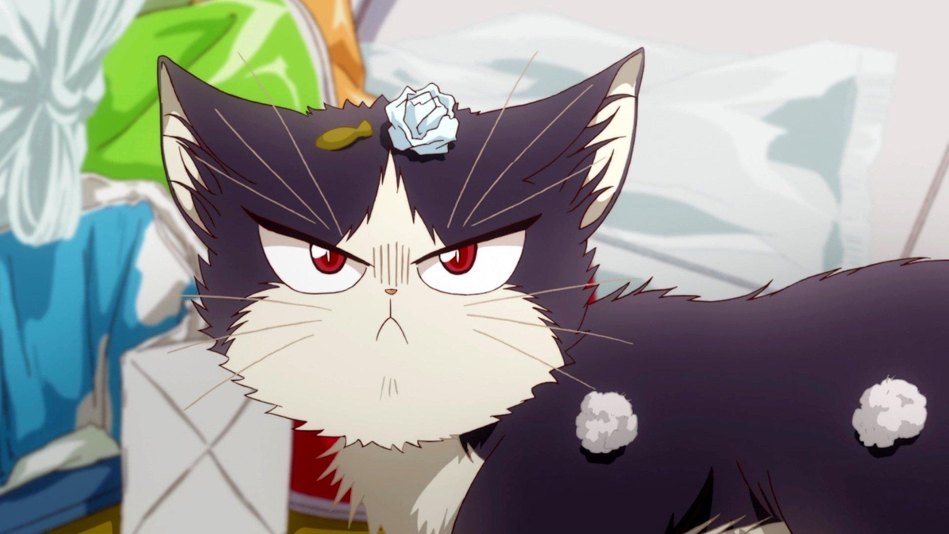 1920x1080 My Roommate is a Cat HD Wallpaper and Background Image