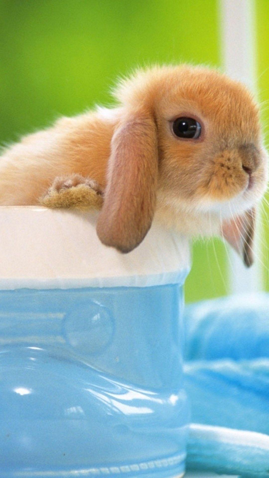 Cute Bunny IPhone Wallpaper HD  IPhone Wallpapers  iPhone Wallpapers