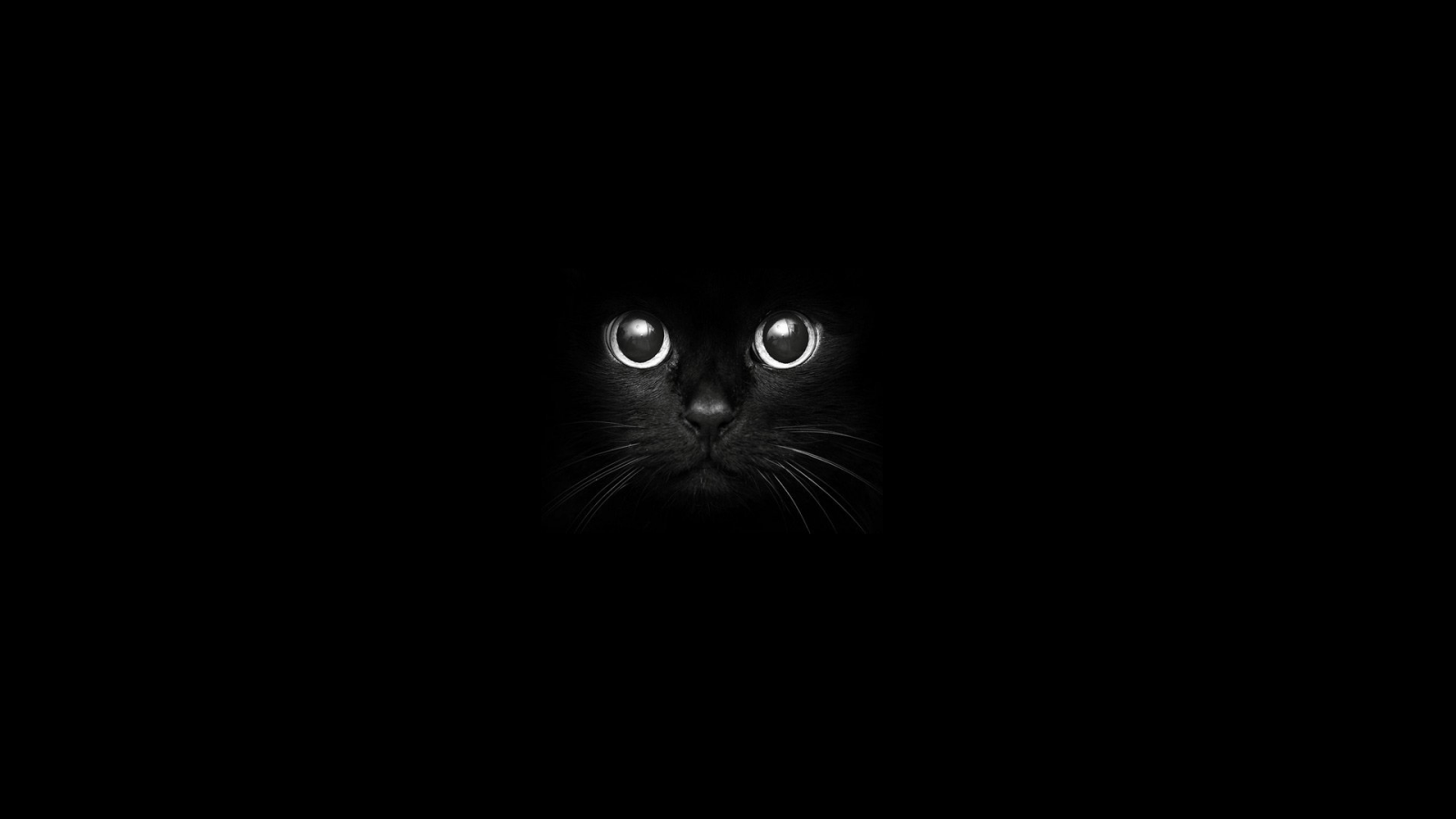 Minimalist Cat Computer Wallpapers - Top Free Minimalist Cat Computer ...