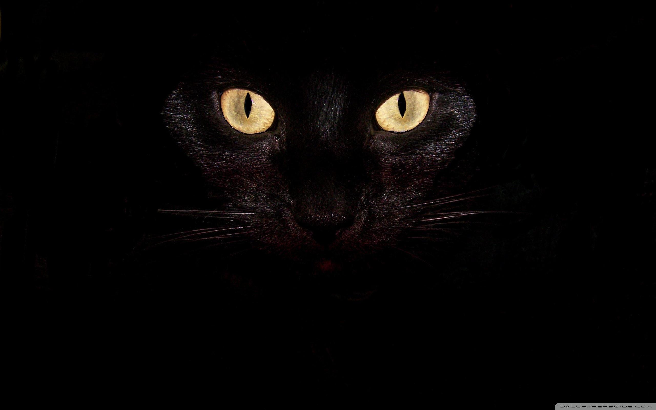 2560x1600 Free download Black Cat Eyes 4K HD Desktop Wallpaper for 4K Ultra HD TV [2560x1600] for your Desktop, Mobile & Tablet. Explore Black Eye Wallpaper. Black Eye Wallpaper, Eye