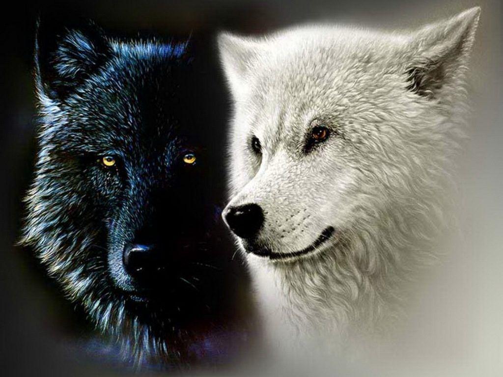 1024x768 Black and White Wolf Wallpaper, HD Black and White Wolf Background