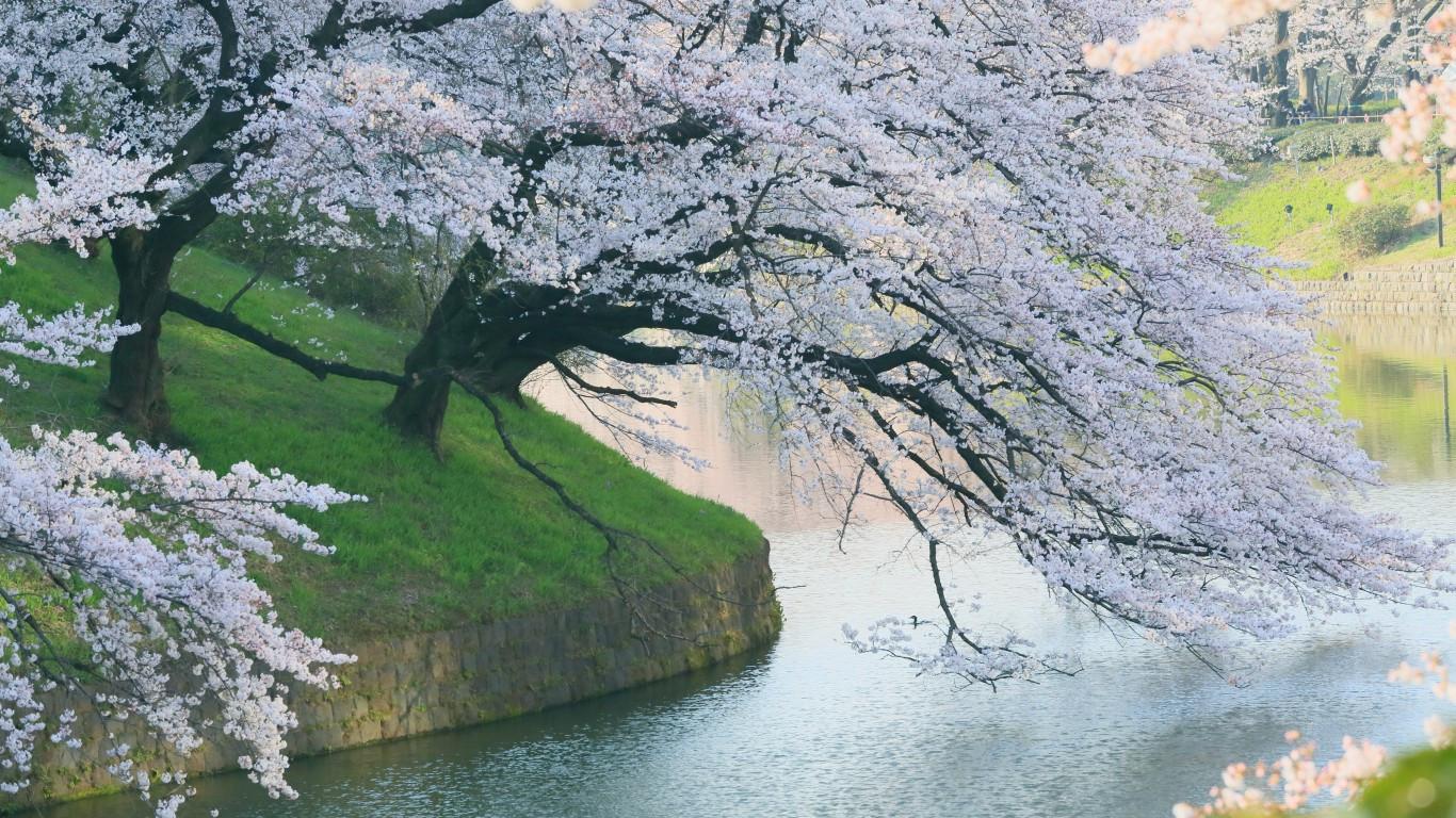 1366x768 Download 1366x768 White Flowers, River, Spring, Beautiful Tree, Scenic Wallpaper for Laptop, Notebook