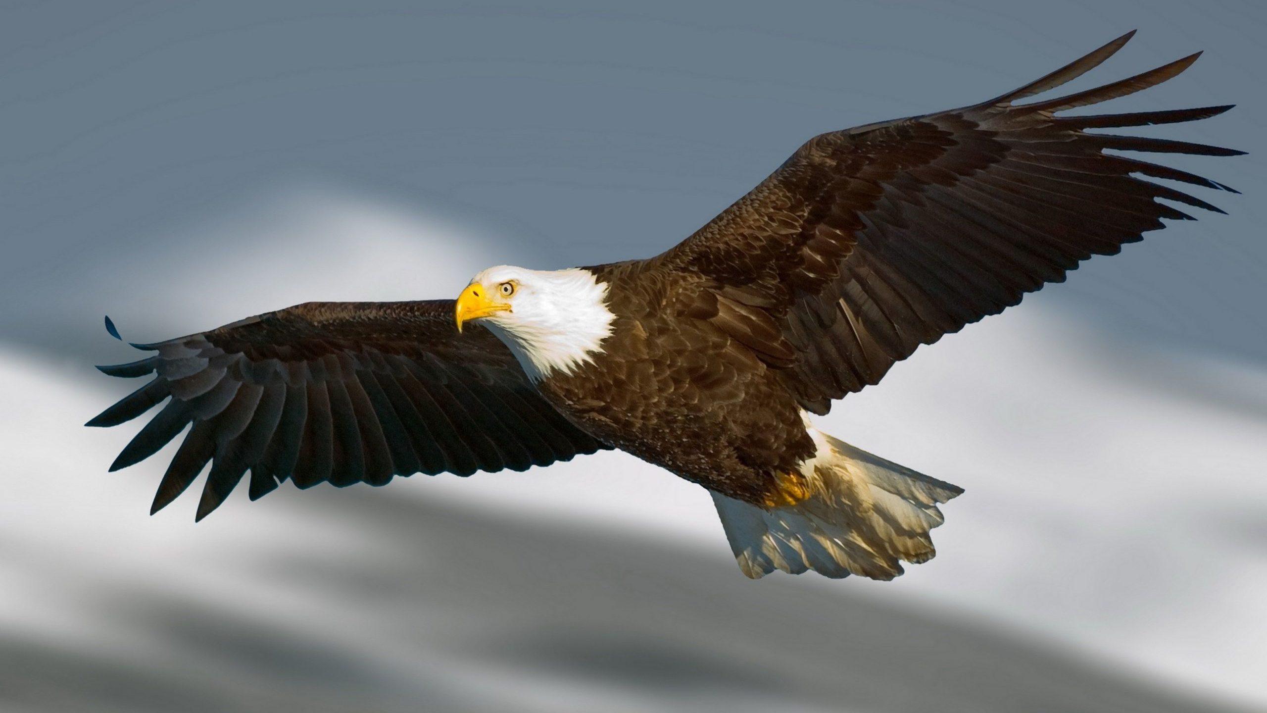 2560x1440 Eagle Wallpaper