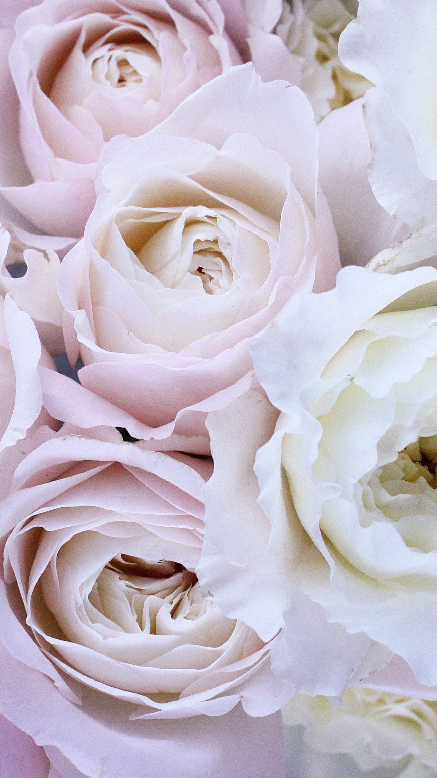 1440x2560 Pale Pink and White Roses Wallpaper, Android & Desktop Background. White roses wallpaper, Rose wallpaper, White roses