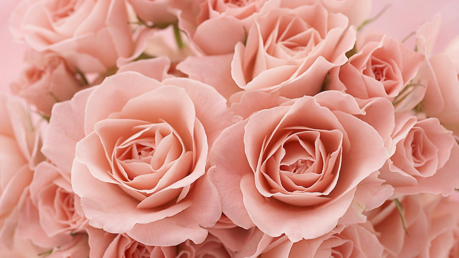 1920x1080 Pink Roses wallpaper. Pink Roses
