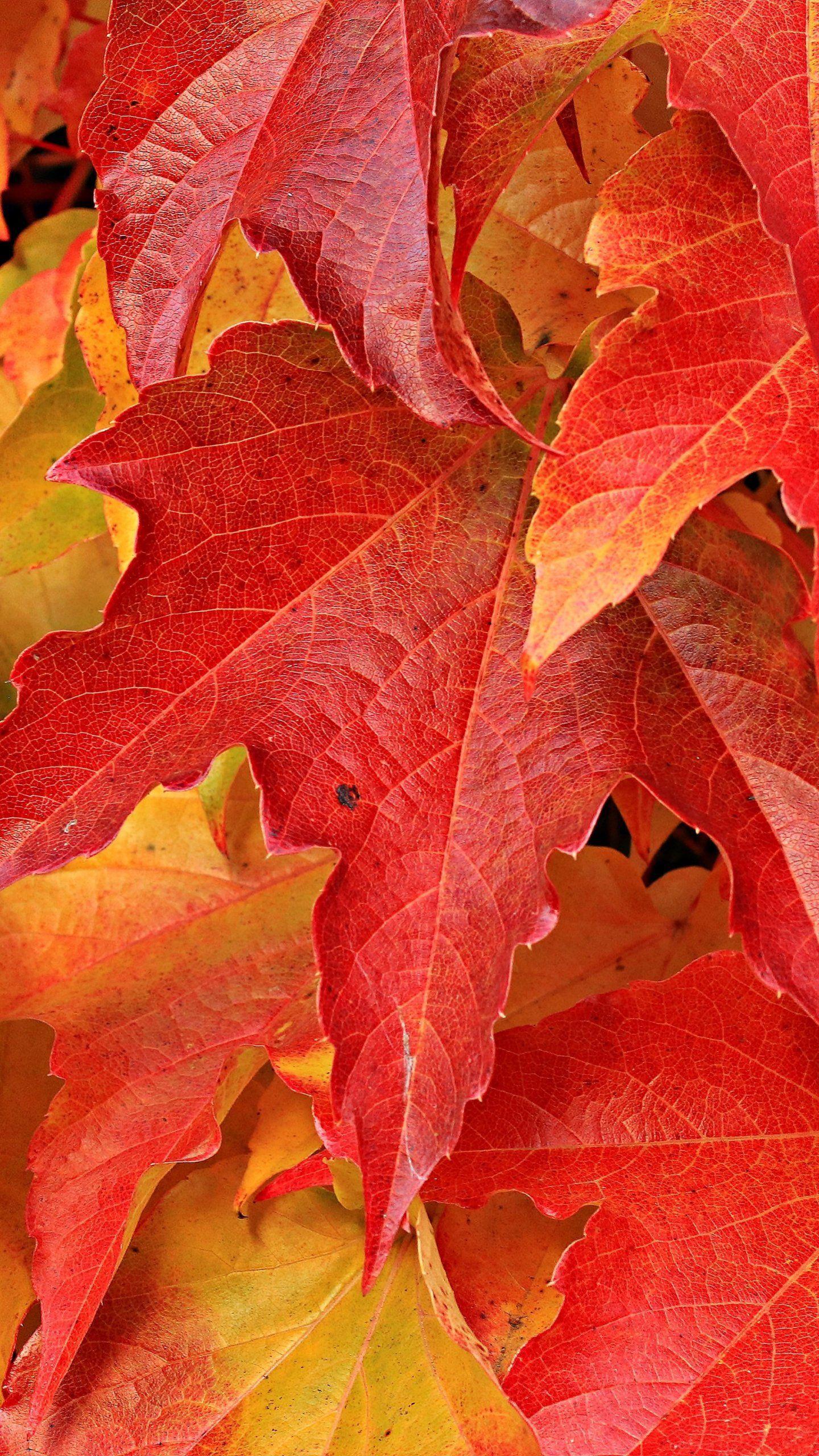 1440x2560 Maple Leaves Wallpaper