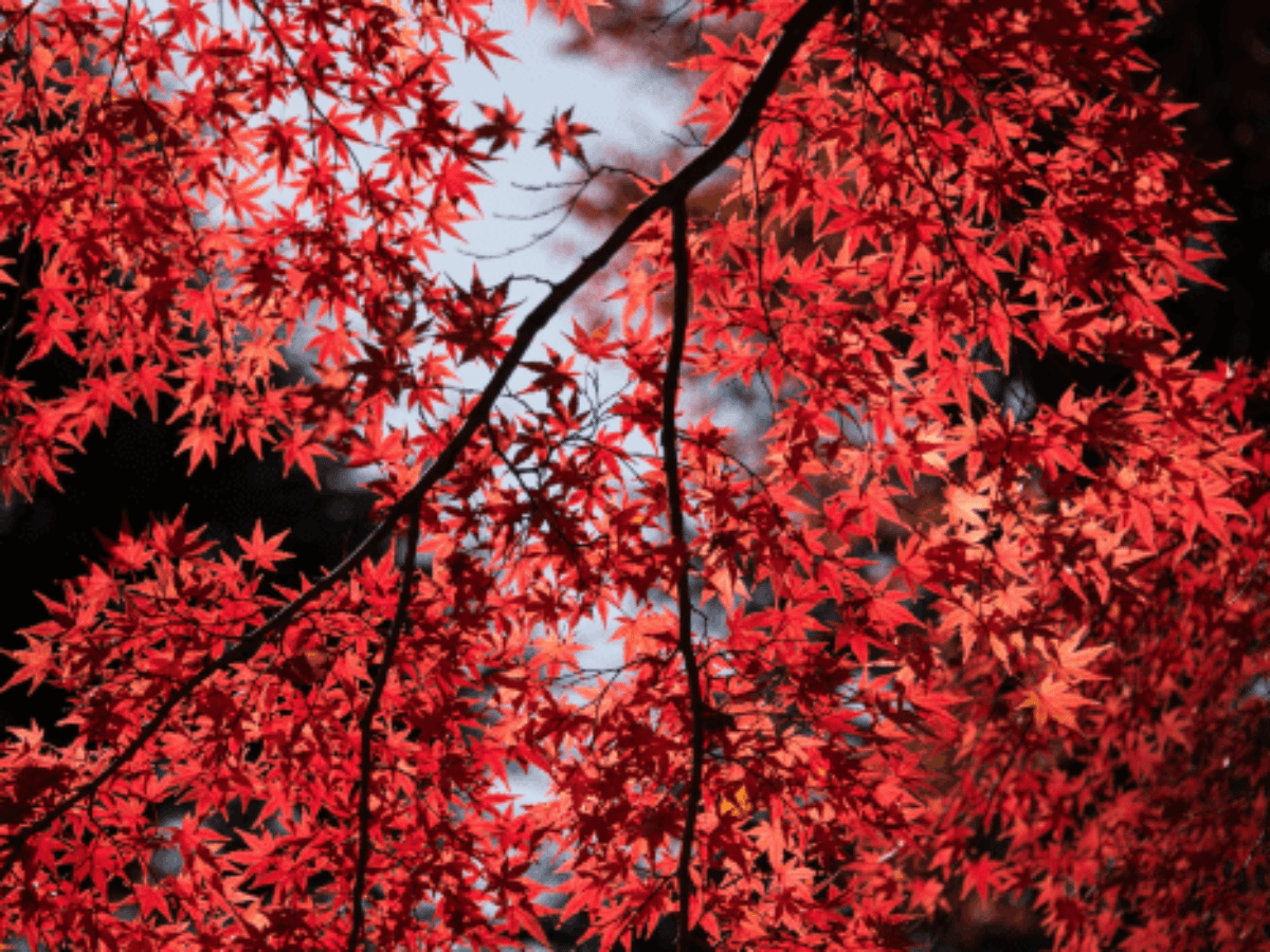 1200x900 Japanese Maple Tree Care. Berkeley Tree Care