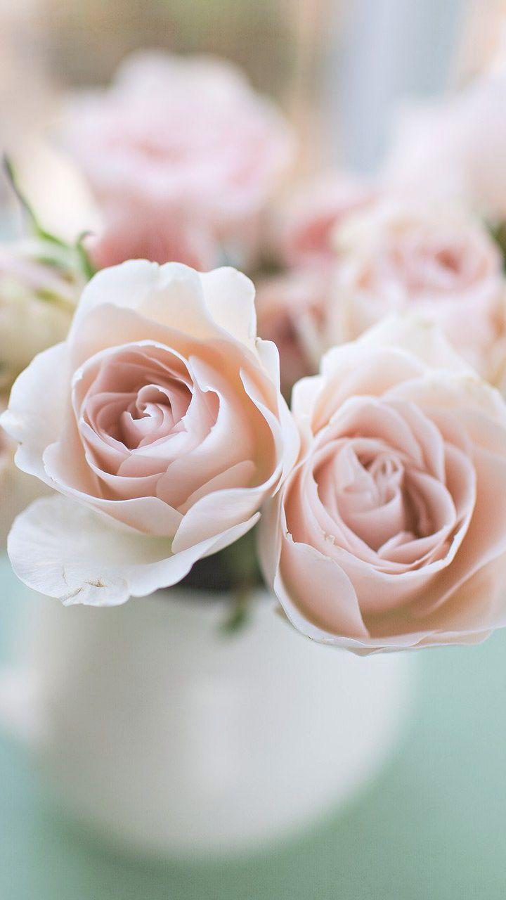 720x1280 Pale Pink Rose Desktop Wallpaper