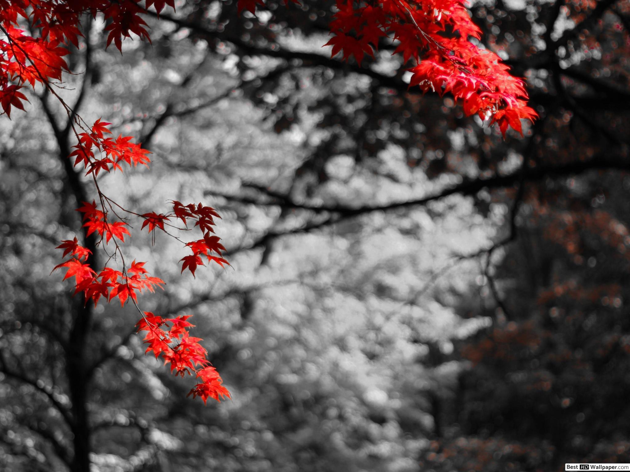 2048x1536 Red maple leaf HD wallpaper download
