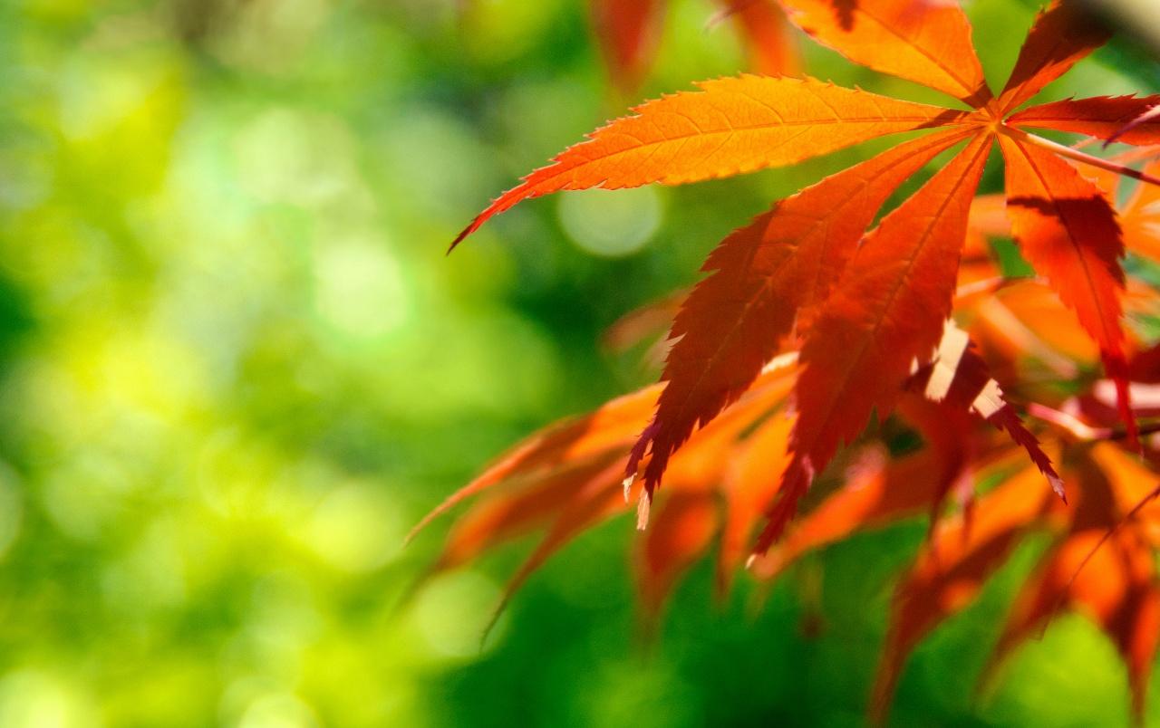 1280x804 Orange Japanese Maple Leaves wallpaper. Orange Japanese Maple Leaves