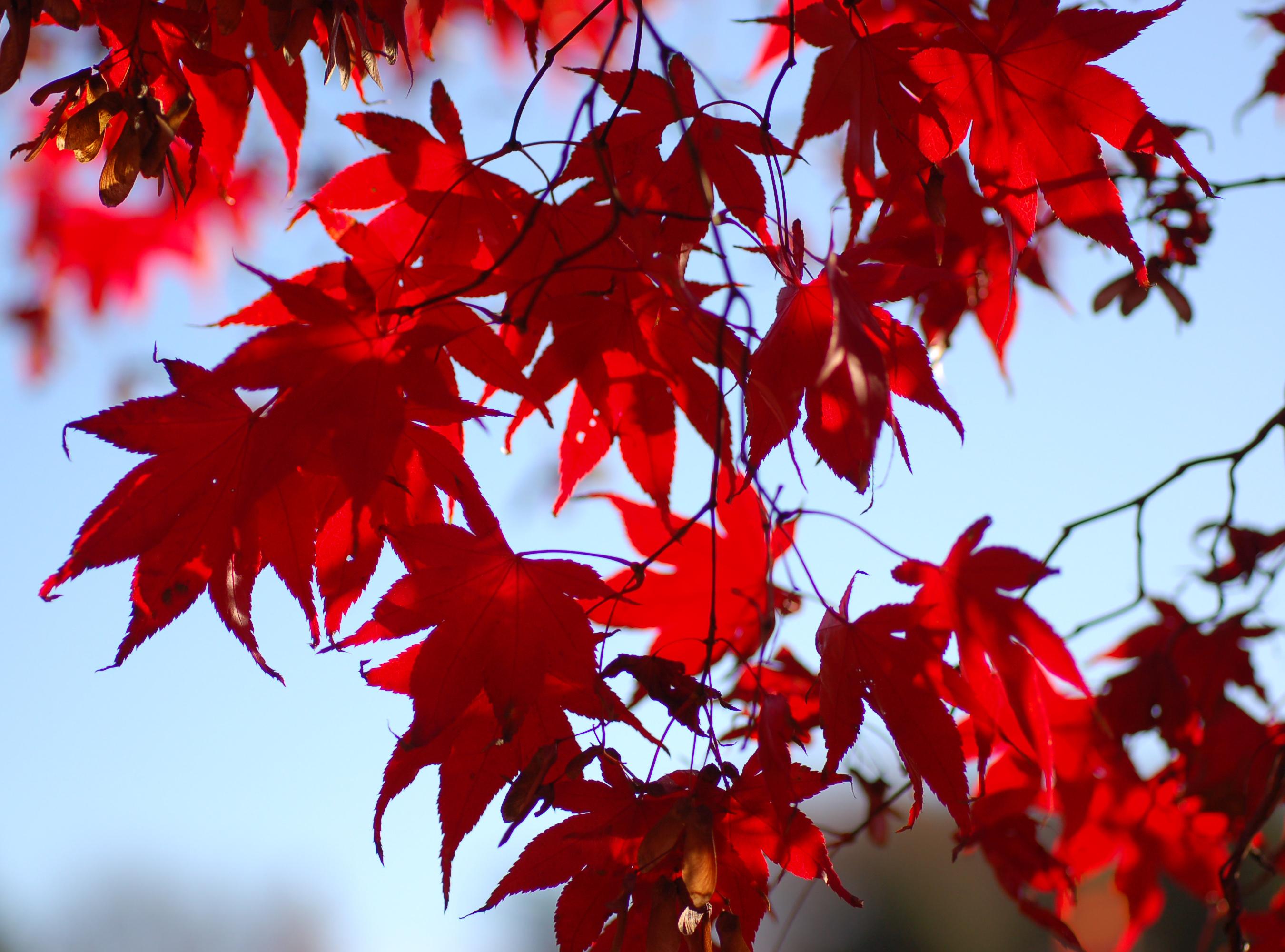 Japanese Maple Leaves Wallpapers - Top Free Japanese Maple Leaves ...