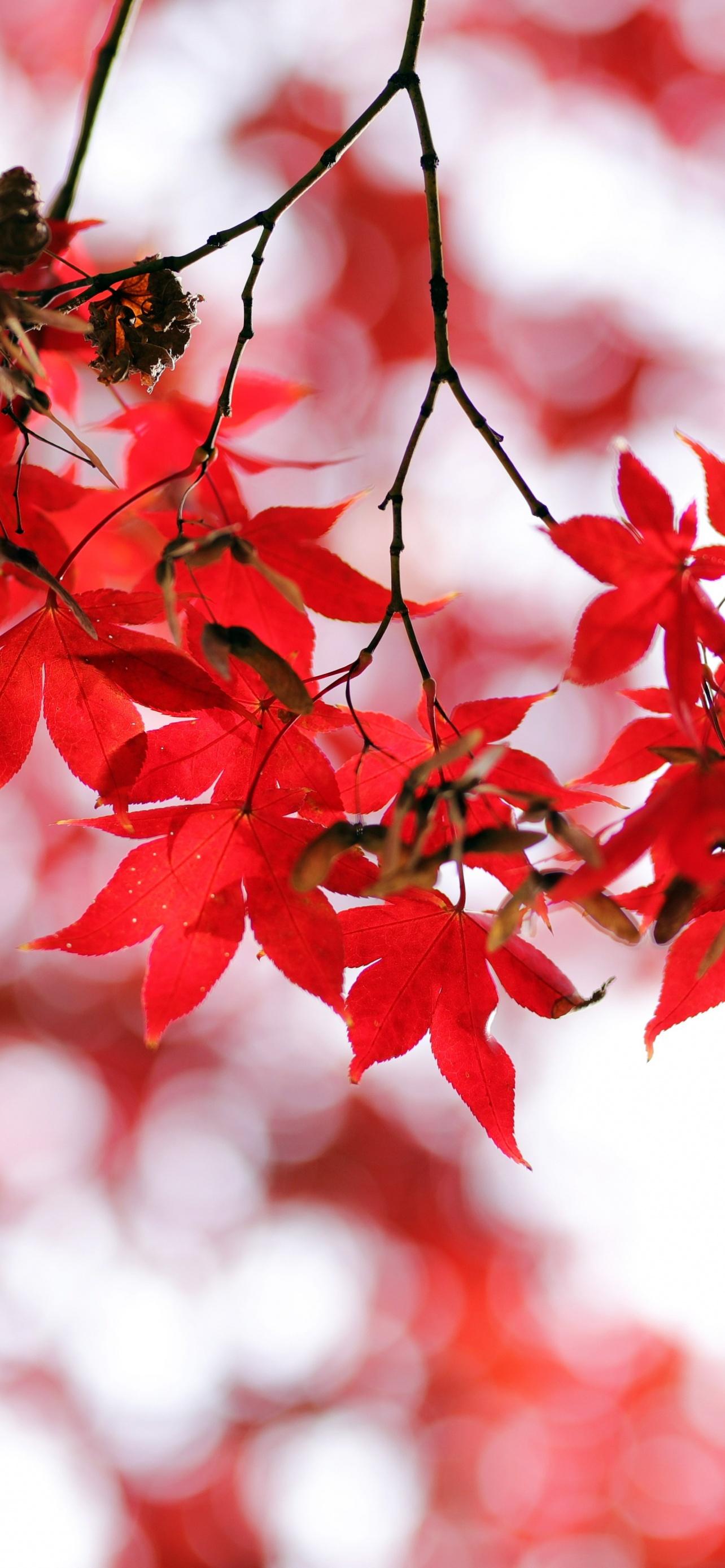 Japanese Maple Leaves Wallpapers - Top Free Japanese Maple Leaves ...