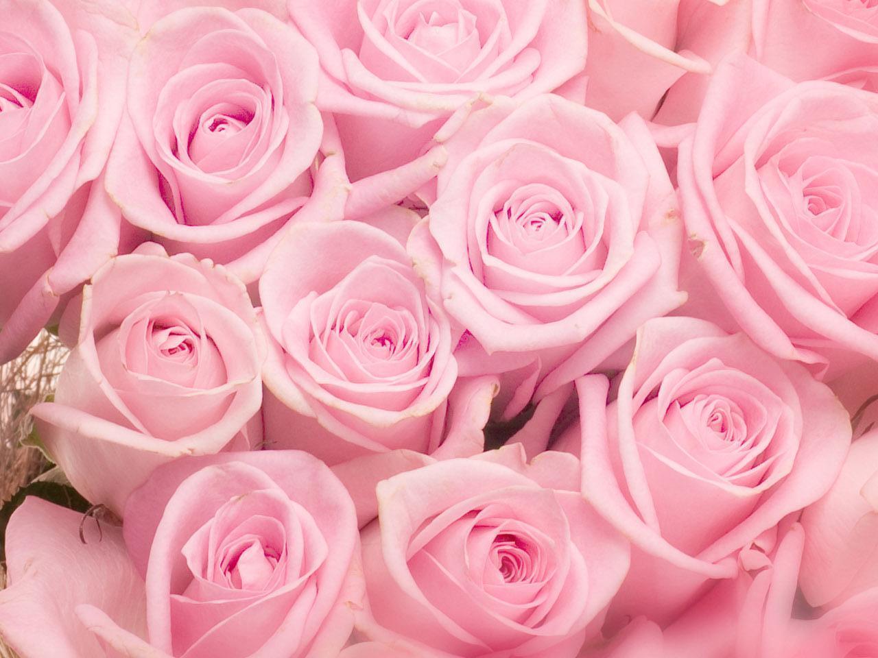 Soft Pink Roses Wallpapers - Top Free Soft Pink Roses Backgrounds ...