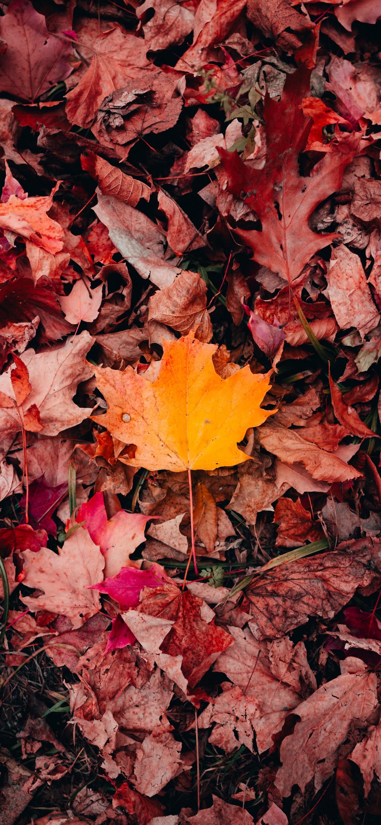 1284x2778 Maple leaves Wallpaper 4K, Autumn, Fallen Leaves, Leaf Background, Nature
