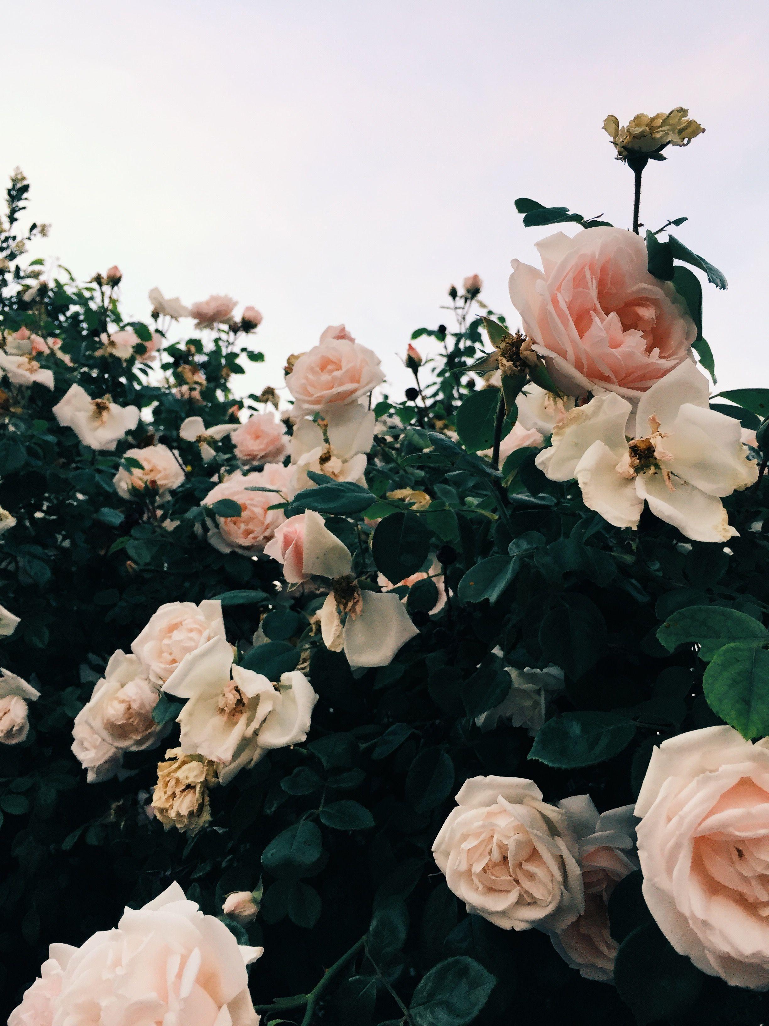 2448x3264 Rose Wallpaper HD Download Cave