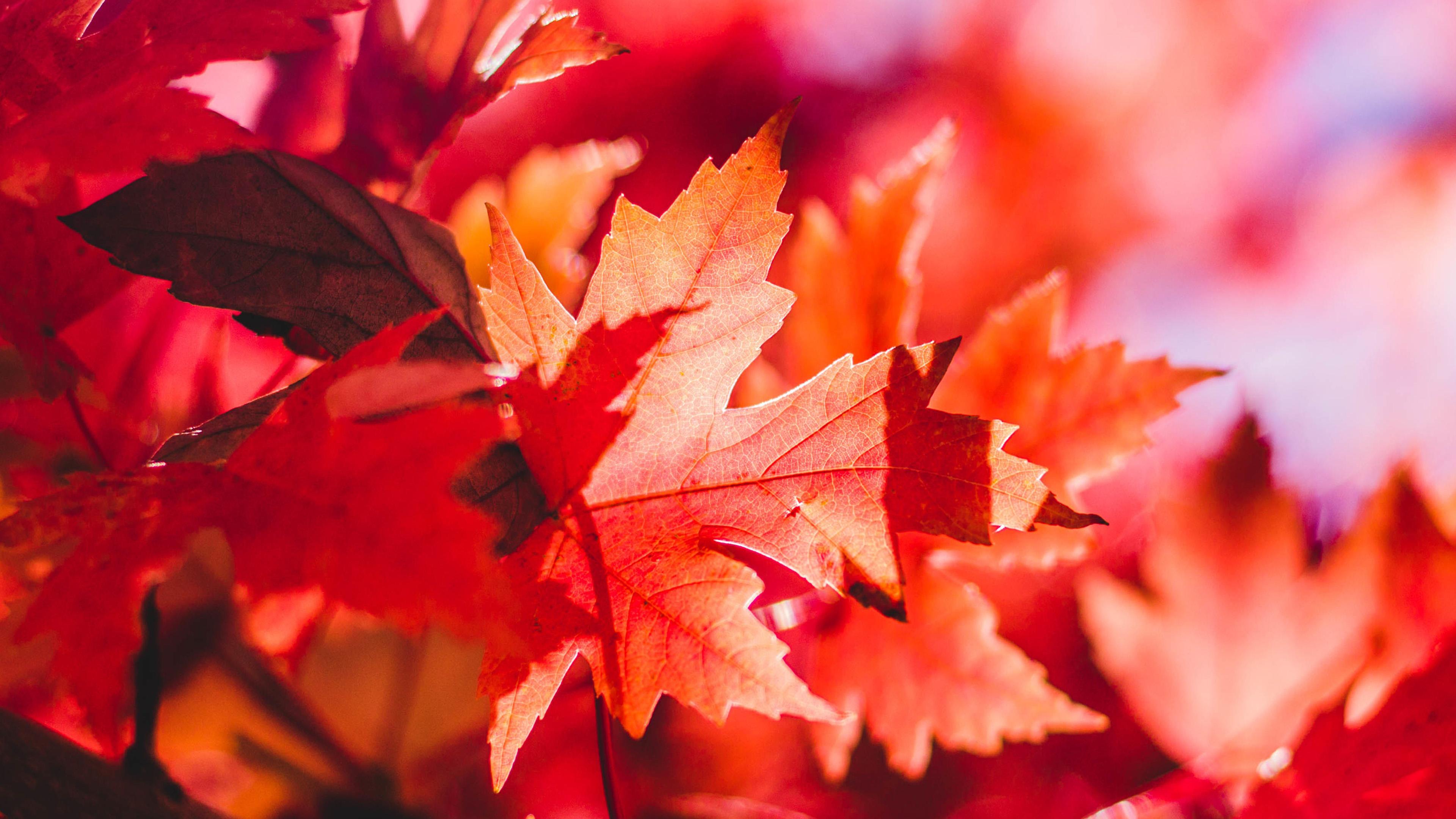 3840x2160 wallpaper for desktop, laptop. maple leaf flower red fall autumn nature