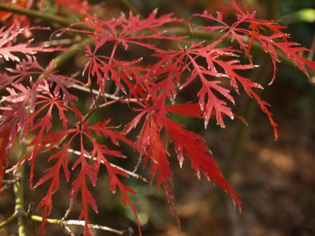 1024x768 Japanese Maples For Year Round Interest. East Texas Gardening