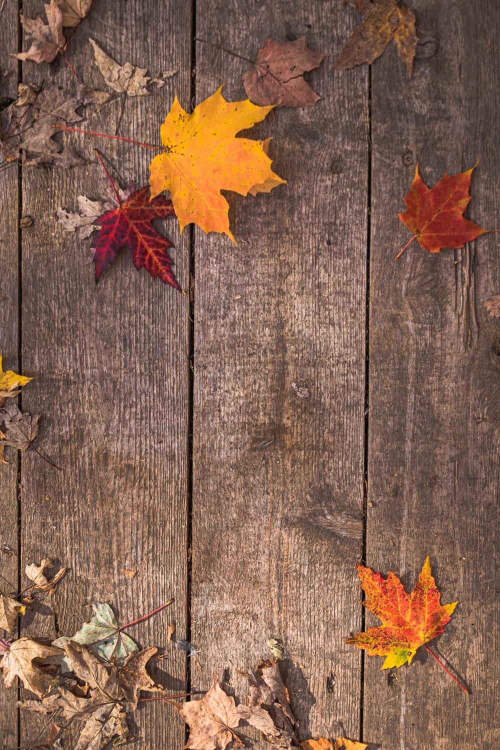 1000x1500 Maple Leaves Picture. Download Free Image