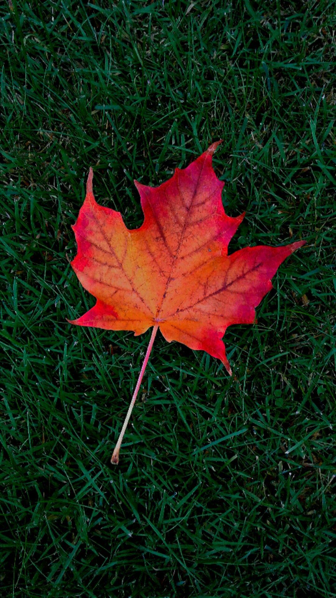 1080x1920 Maple leaf cellphone wallpaper lock screen, Autumn, Fall. Leaves wallpaper iphone, Locked wallpaper, Phone wallpaper design