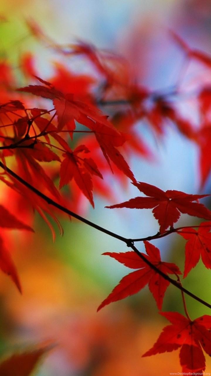 Japanese Maple Leaves Wallpapers - Top Free Japanese Maple Leaves ...