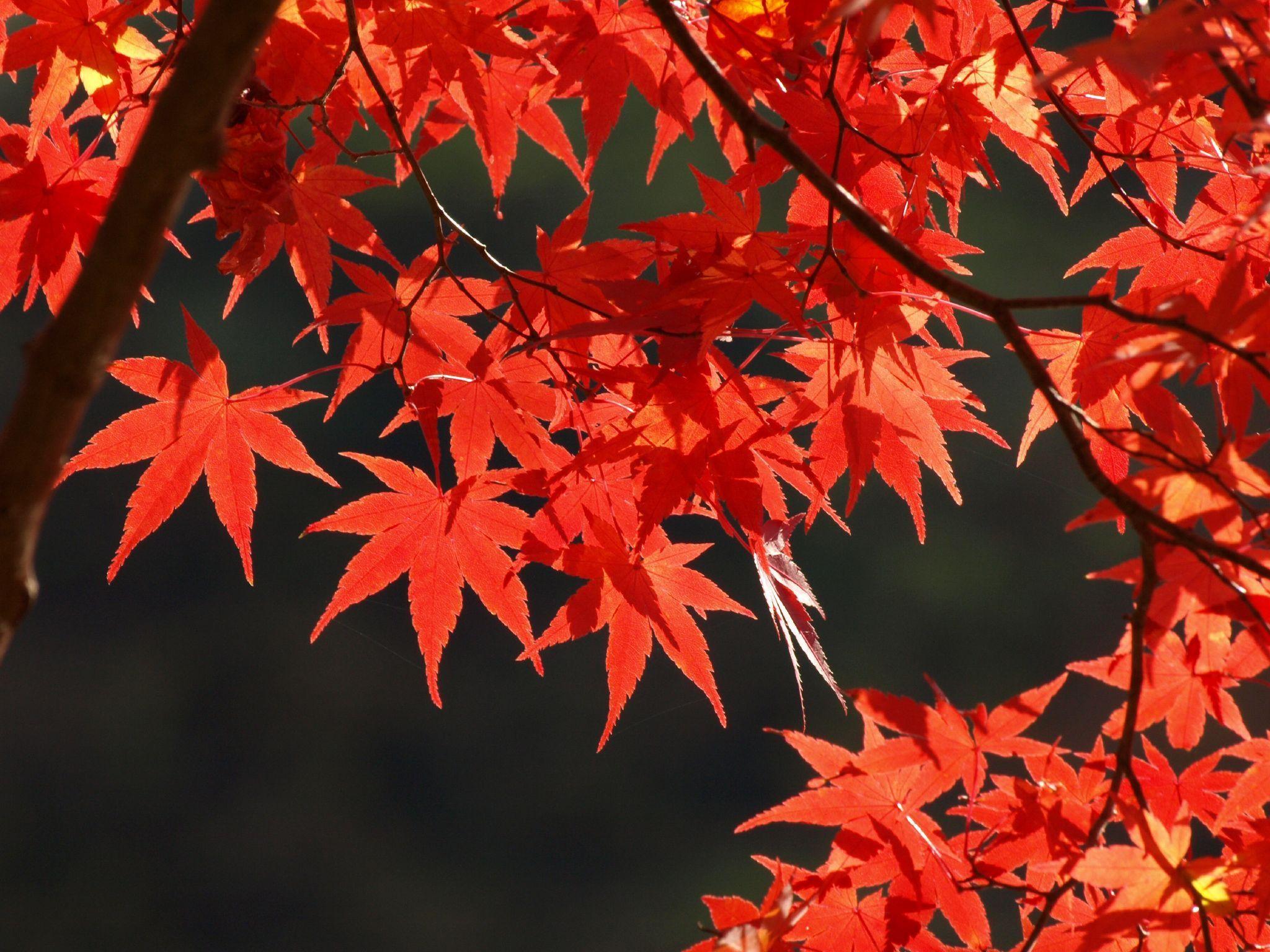 2048x1536 Fall Maple Leaves Wallpaper, HD Fall Maple Leaves Background on WallpaperBat