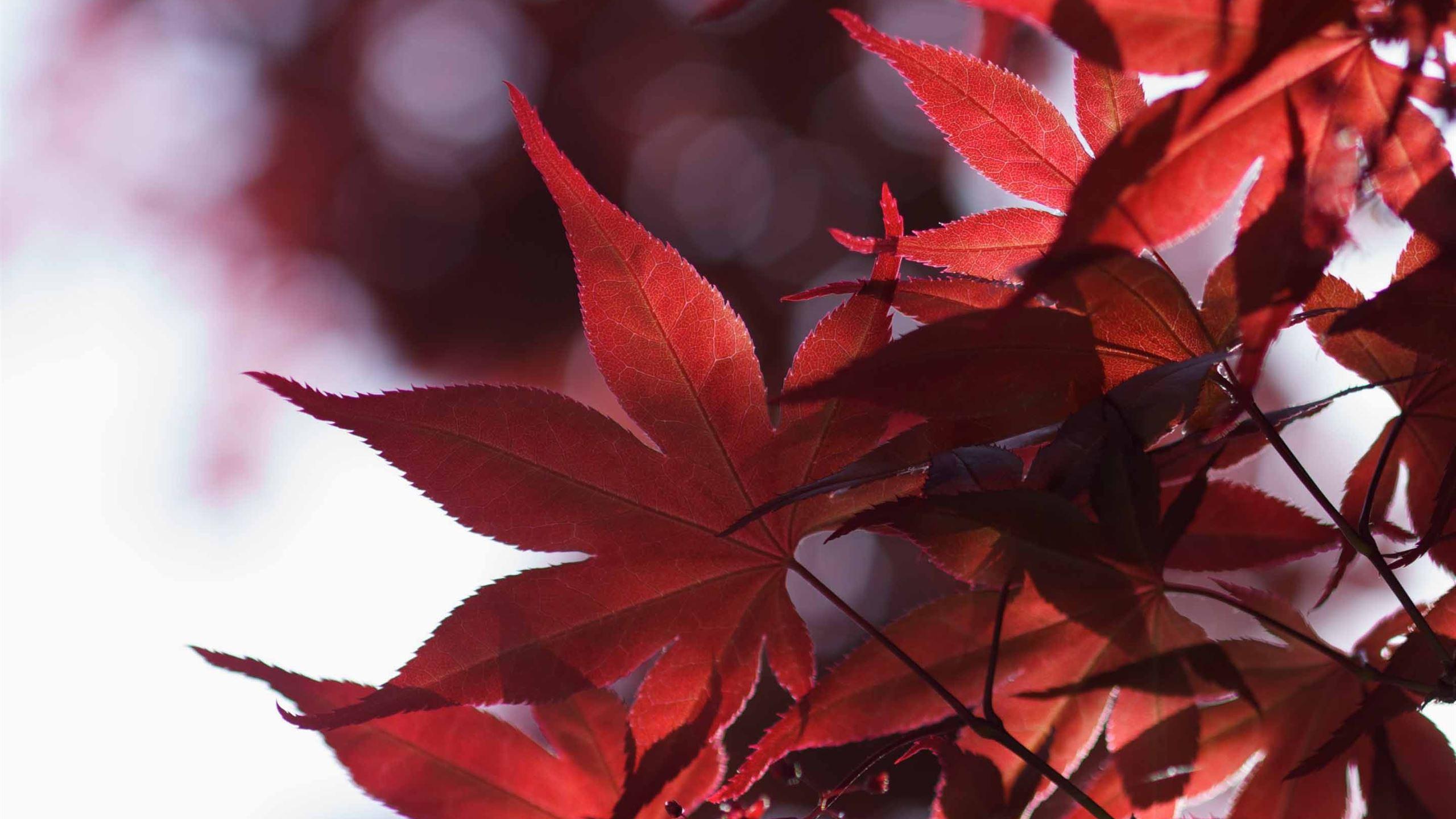 2560x1440 Japanese Maple Leaves MacBook Air Wallpaper Download