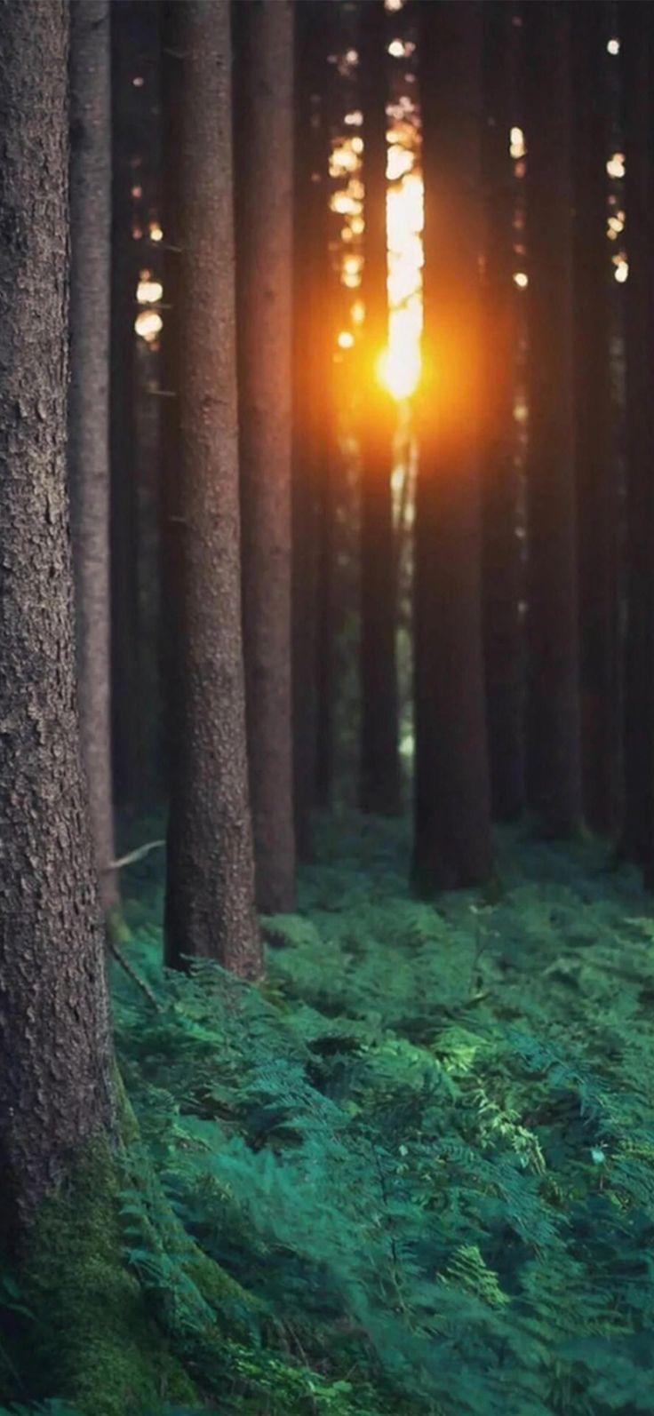 736x1594 Free Download Morning auringonvalon avulla metsäpuiden taustakuva, beaty puhelimeen. #trees #forest. Forest wallpaper, Forest wallpaper iphone, Nature photography