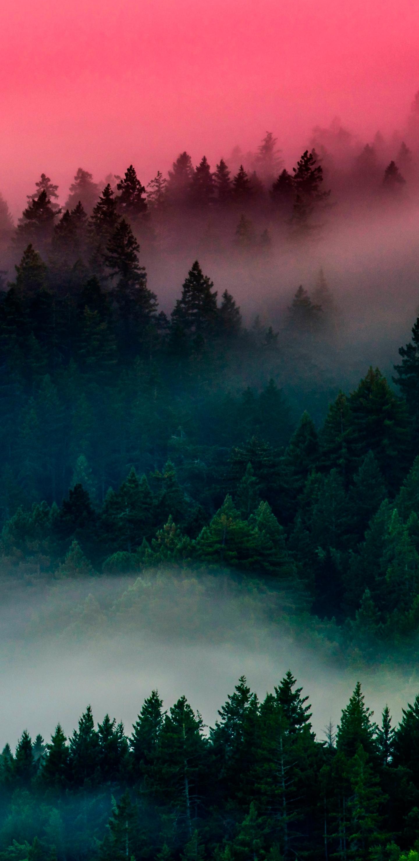 1440x2960 Misty Lake Wallpaper 10 S20 Series In Comments: Note10wallpaper